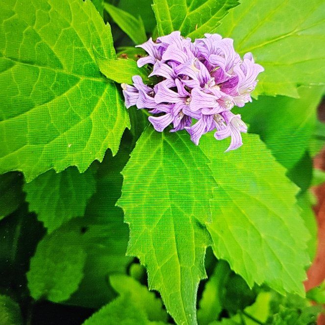 Photo of the plant species Common Spotted Orchid by @ExactWeberagave named Shakira on Greg, the plant care app