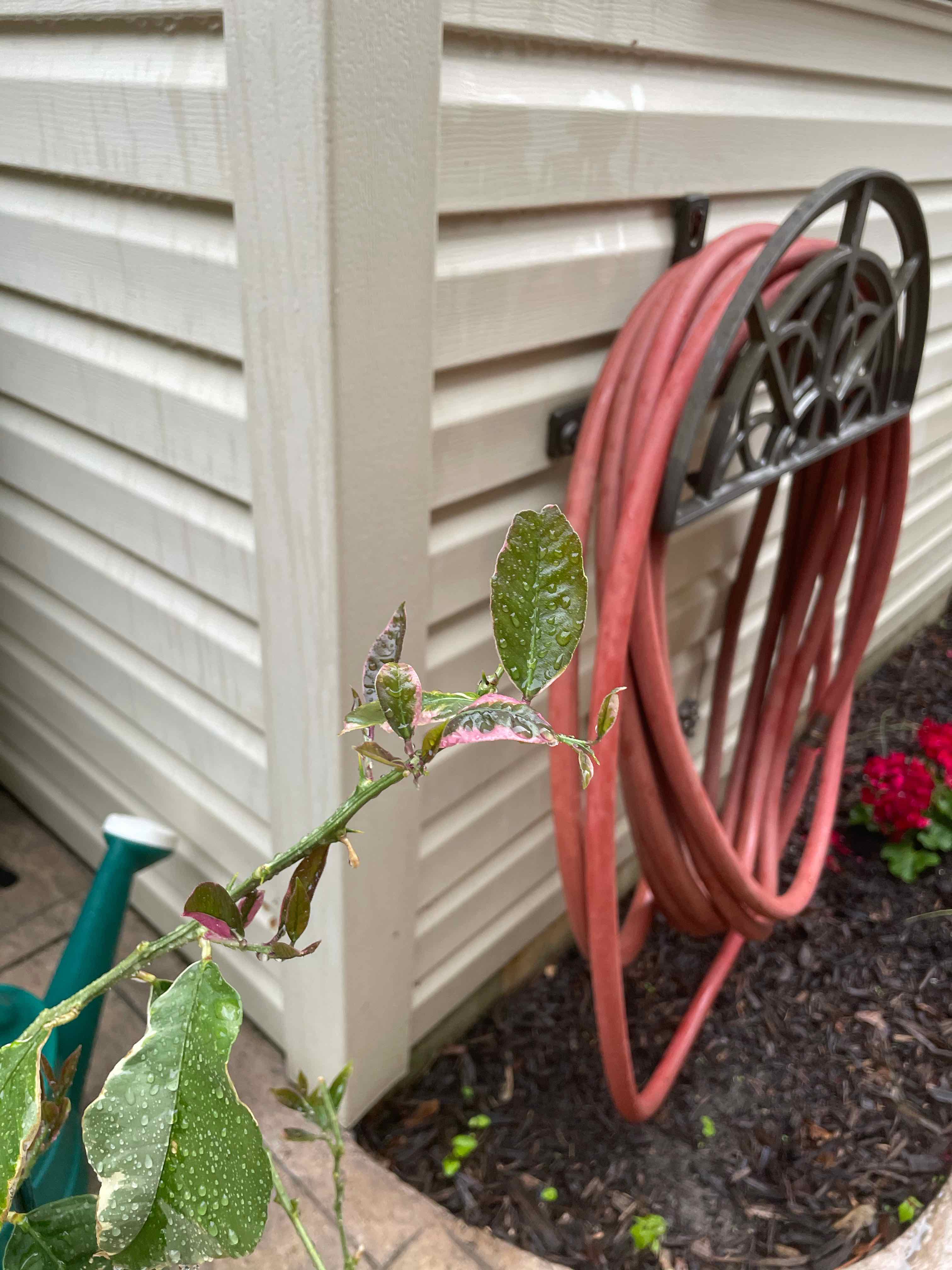 Pink Lemonade Lemon plant with some leaf discoloration, garden hose and house wall in background.
