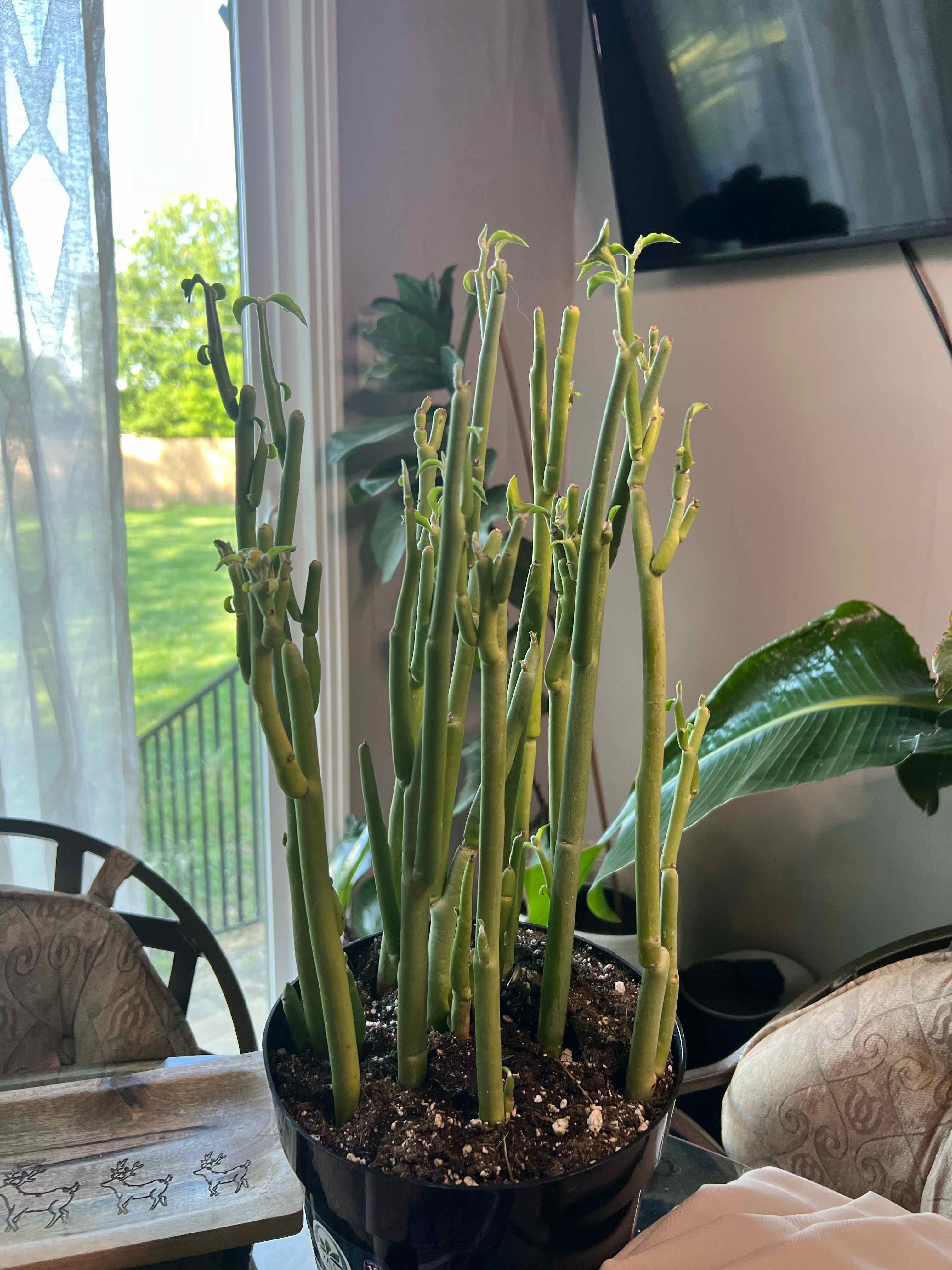 Slipper Plant in a pot indoors with visible soil and green stems.