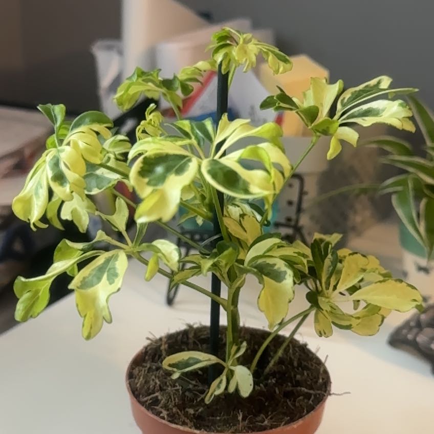 Photo of the plant species Variegated Dwarf Umbrella by @KizWiz named Gobi on Greg, the plant care app