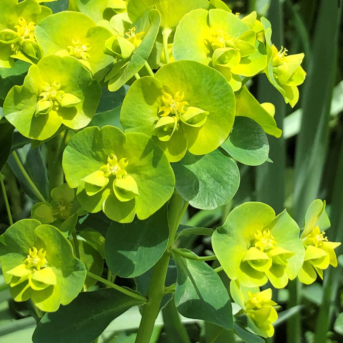 Close-up of a healthy Myrtle Spurge with bright yellow-green bracts and small yellow flowers.