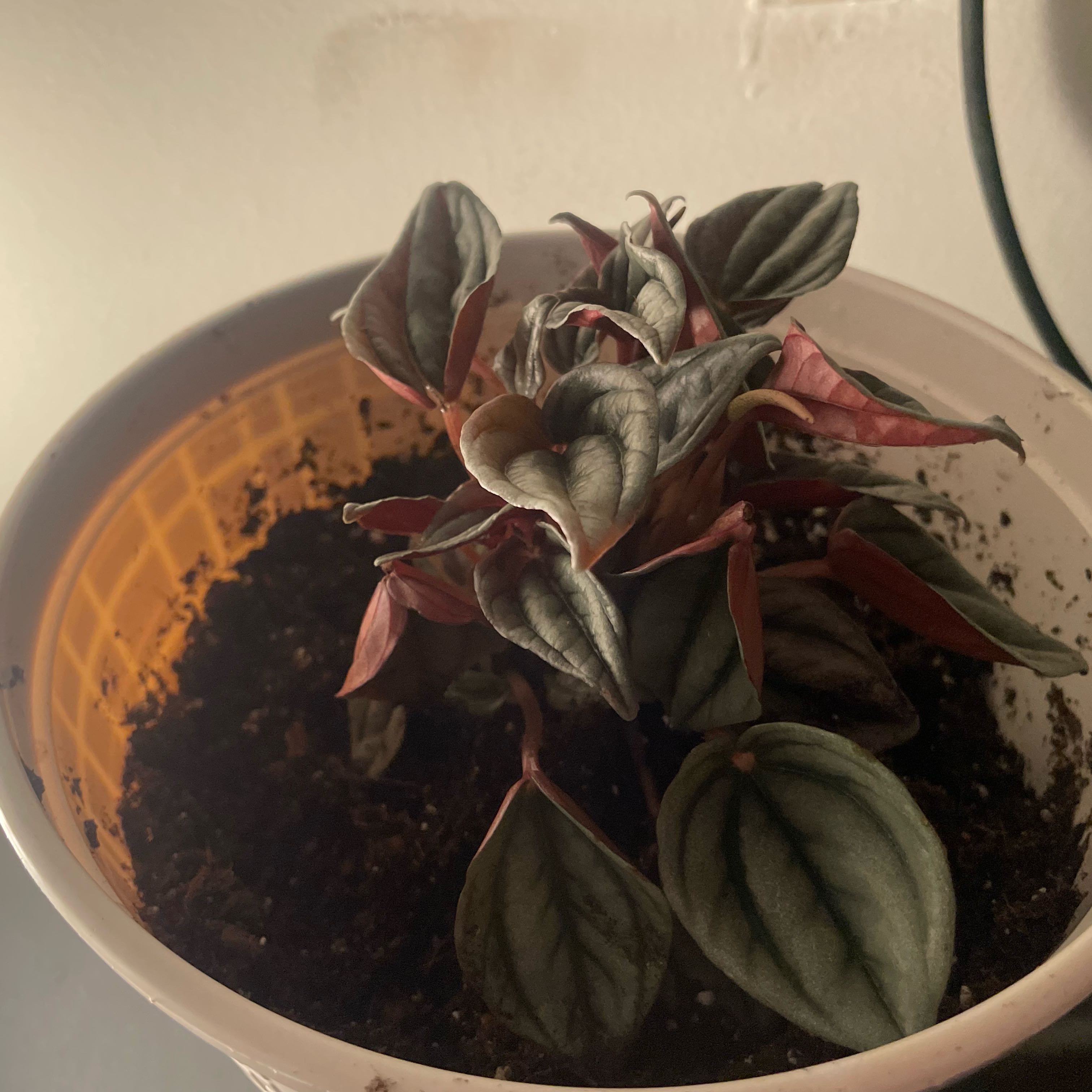 Photo of the plant species Mendoza by @VipMeloncactus named Kesha on Greg, the plant care app