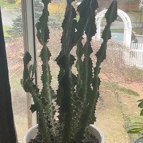 Photo of the plant species Euphorbia pseudocactus subsp. pseudocactus by @YoungNativelily named Demi on Greg, the plant care app