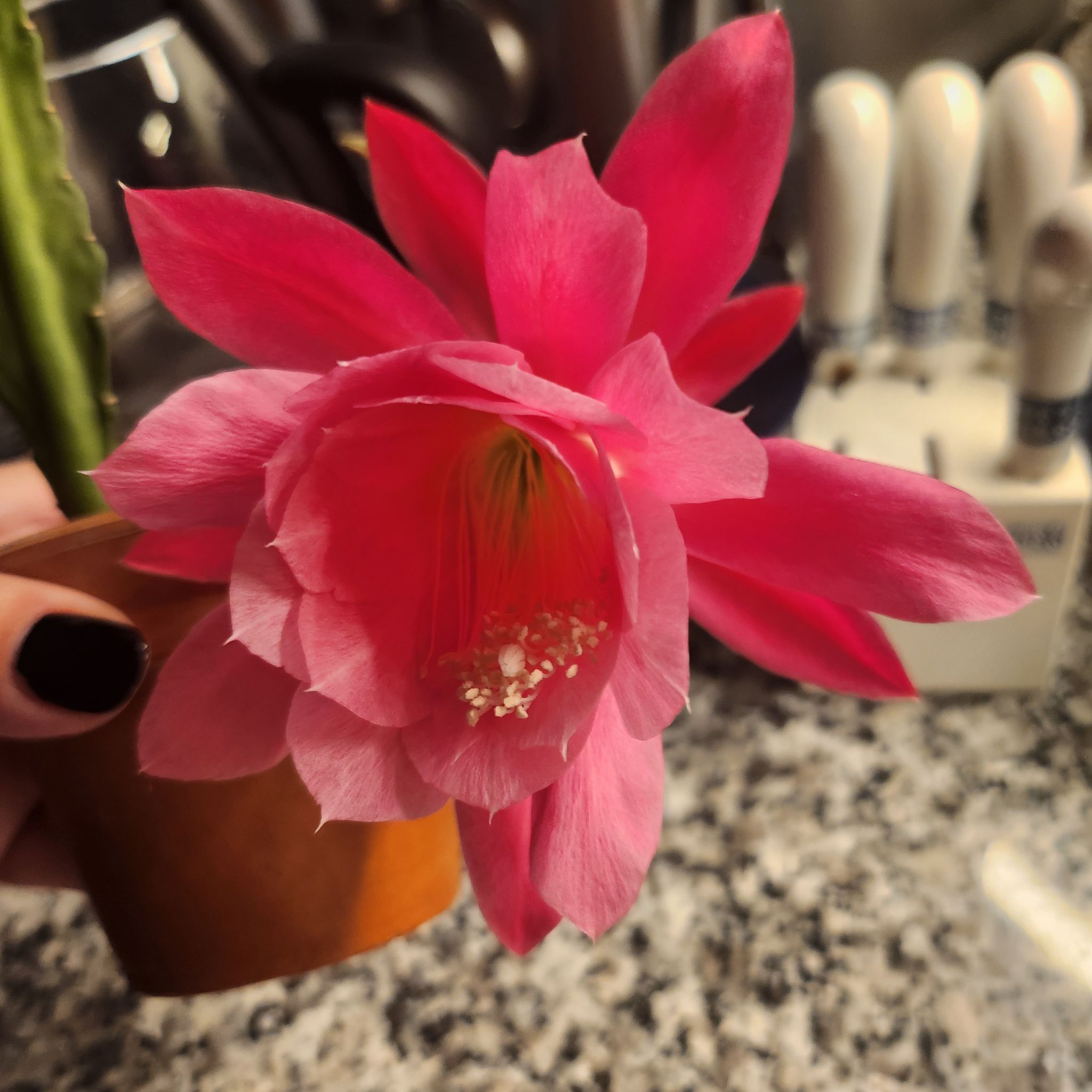 Photo of the plant species Red-Flowered Orchid Cactus by @HeartySwampbay named Moon on Greg, the plant care app