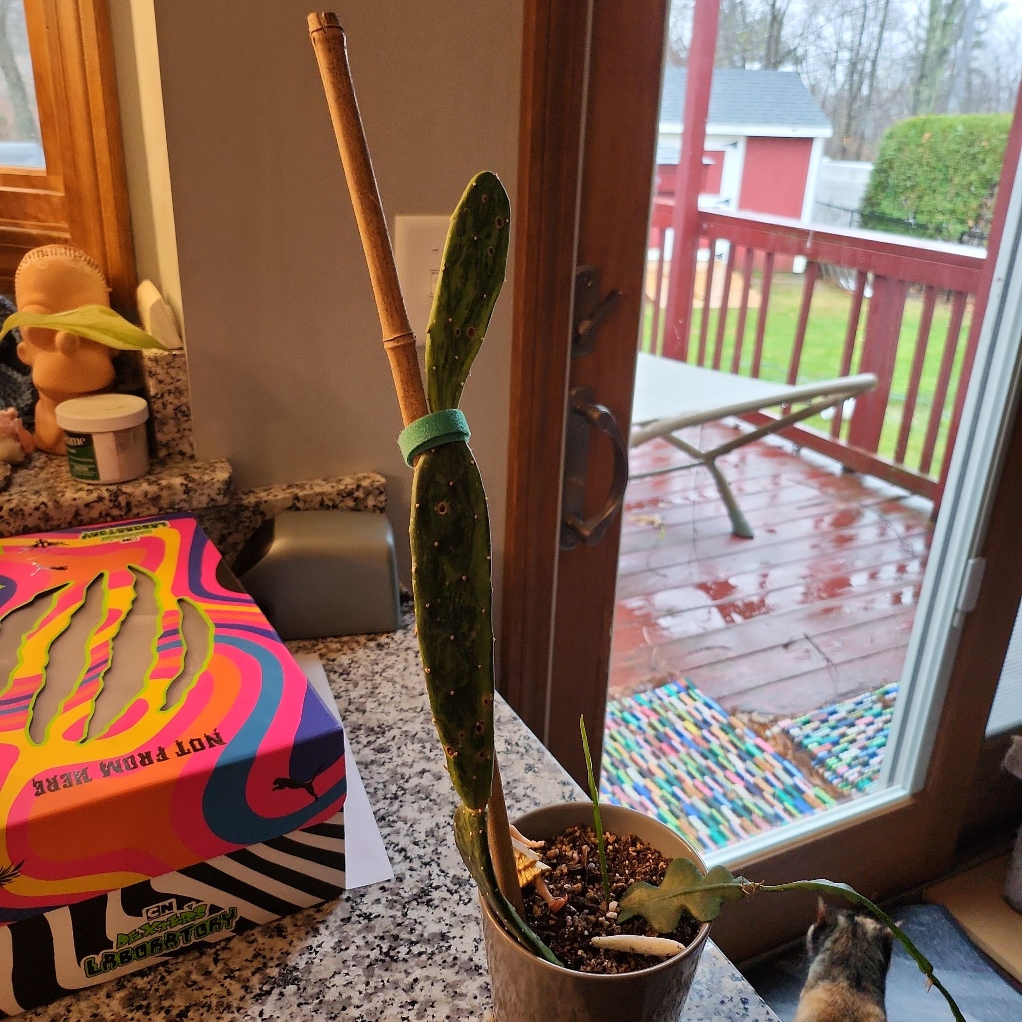 Photo of the plant species Variegated Prickly Pear Cactus by @HeartySwampbay named Rosa on Greg, the plant care app