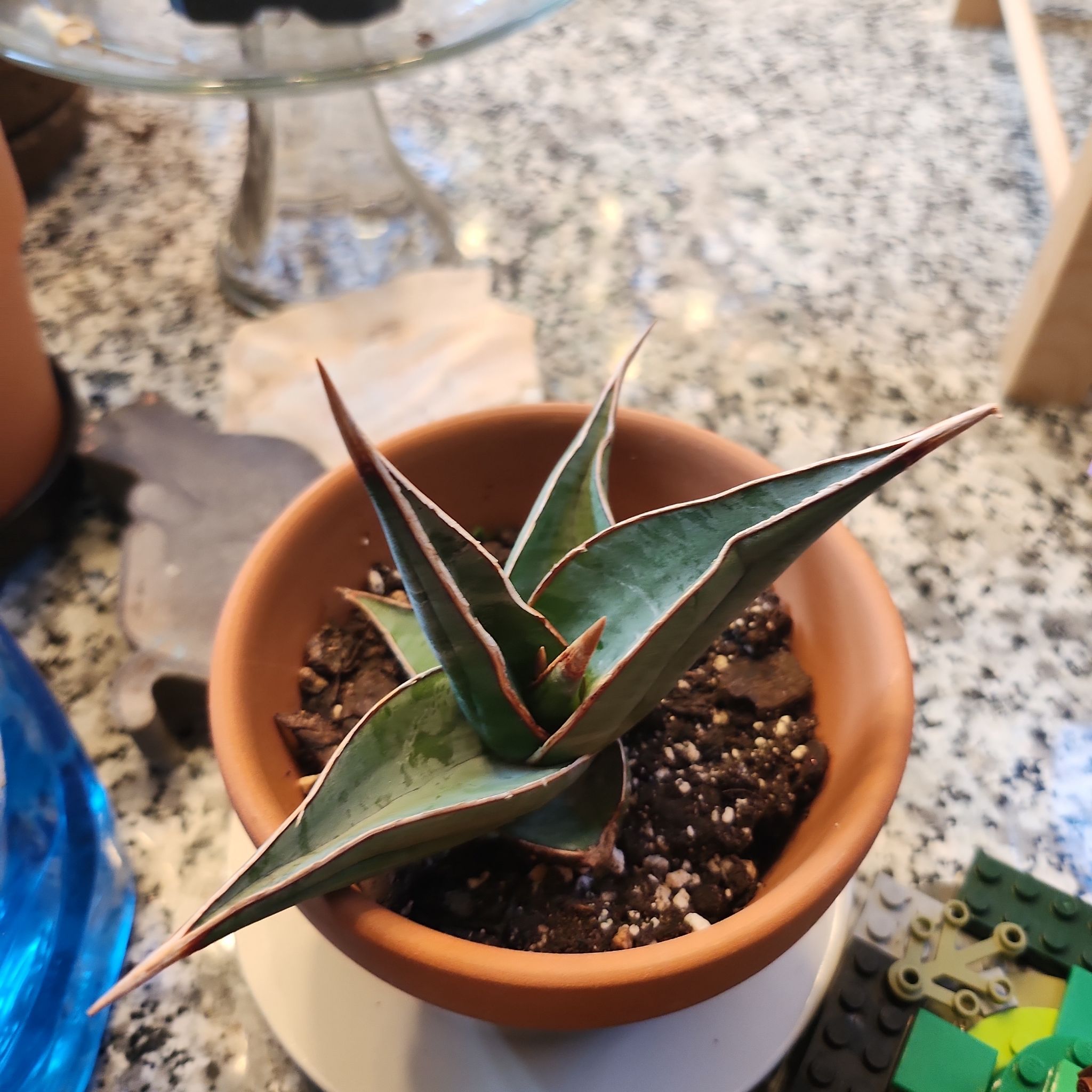 Photo of the plant species Walking Sansevieria by @HeartySwampbay named Medusa on Greg, the plant care app