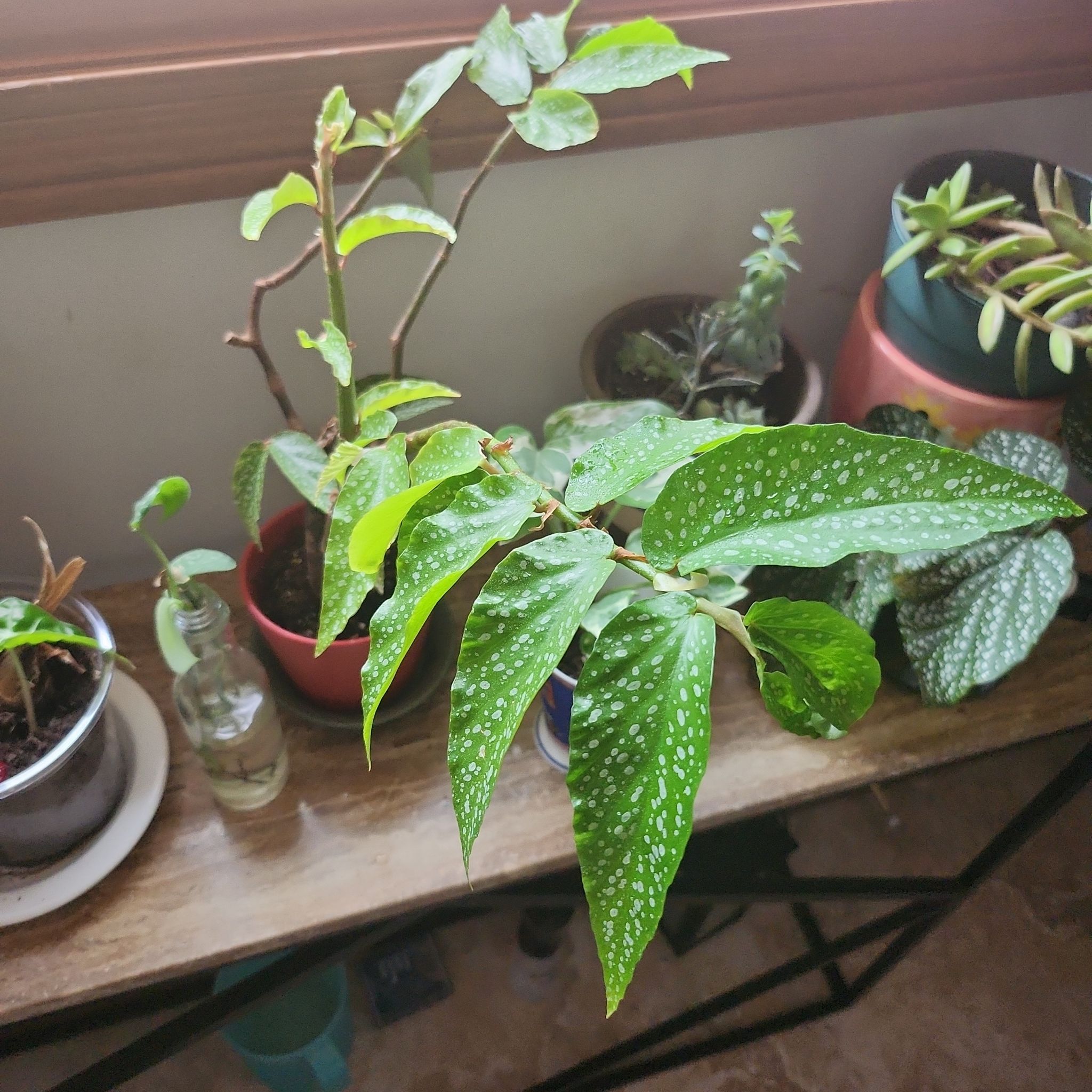 Photo of the plant species Begonia Bamboo by @HeartySwampbay named Prince on Greg, the plant care app