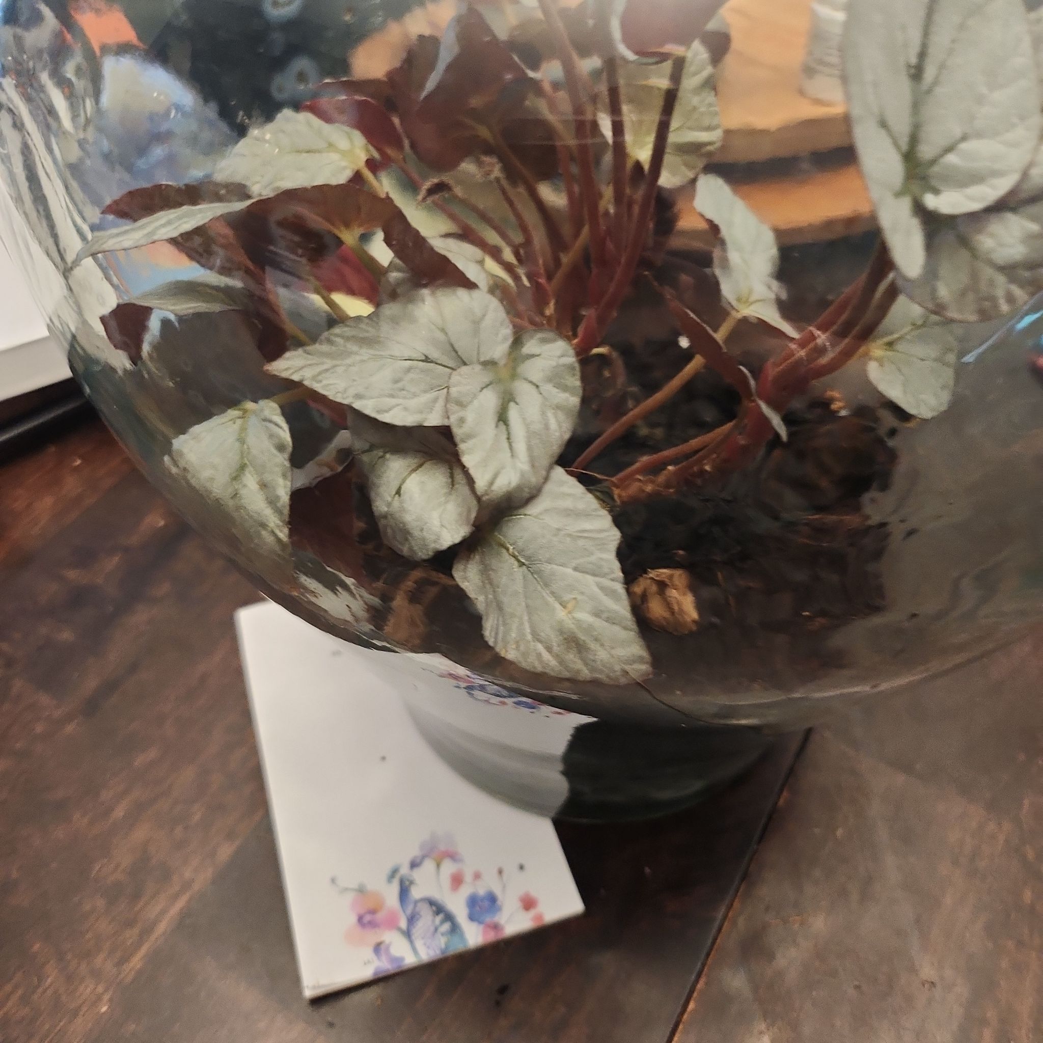 Photo of the plant species Begonia Silver Limbo by @HeartySwampbay named Sterling on Greg, the plant care app