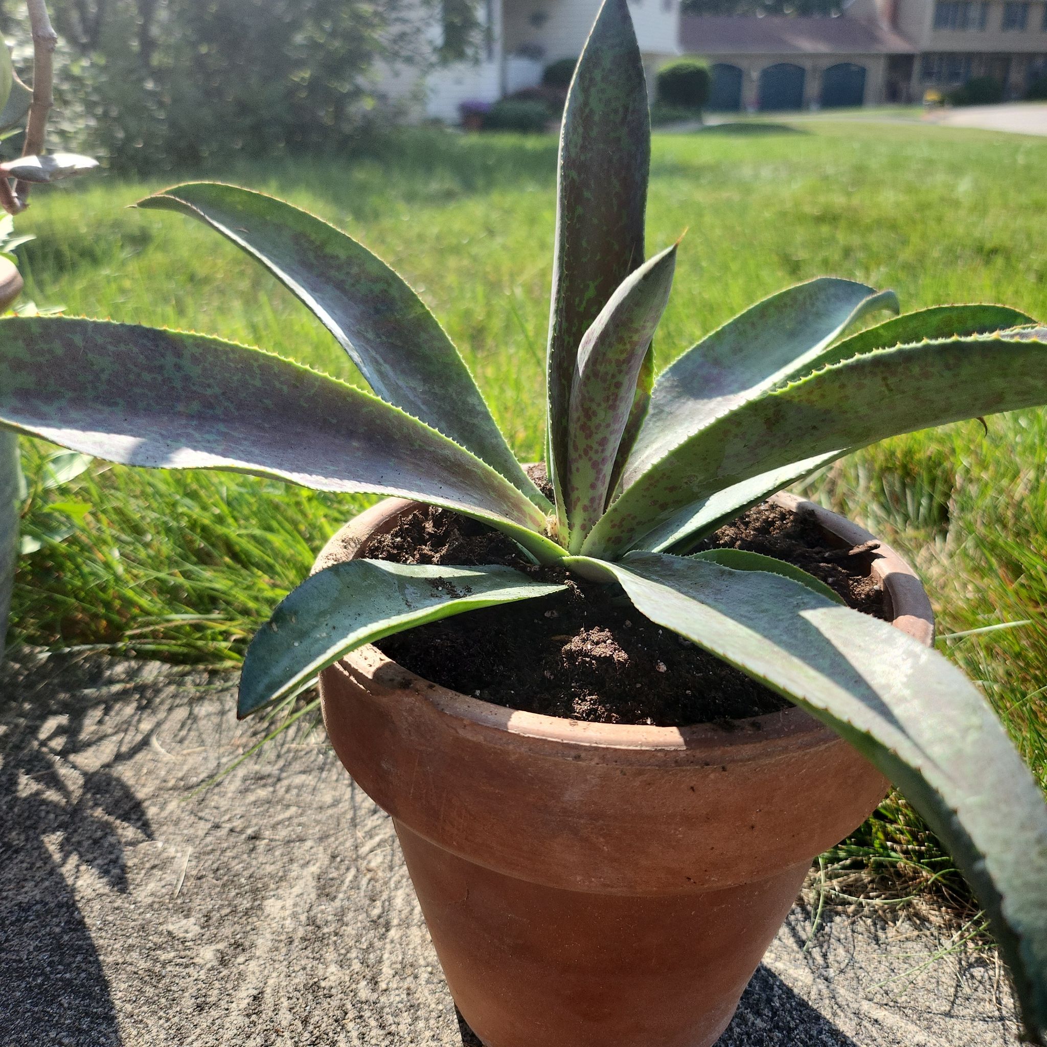 Photo of the plant species Mangave 'Mission to Mars' by @HeartySwampbay named Mars on Greg, the plant care app
