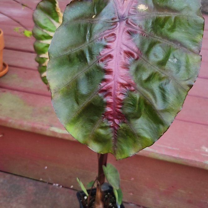Photo of the plant species Colocasia 'Redemption' PP34,729 by @HeartySwampbay named Jumbo on Greg, the plant care app