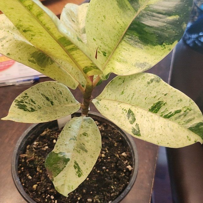 Photo of the plant species Ficus Shivereana Moonshine by @HeartySwampbay named Luna Ficus on Greg, the plant care app