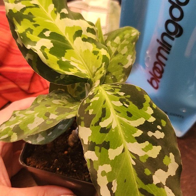 Photo of the plant species Aglaonema 'Camouflage' by @HeartySwampbay named Waldo on Greg, the plant care app