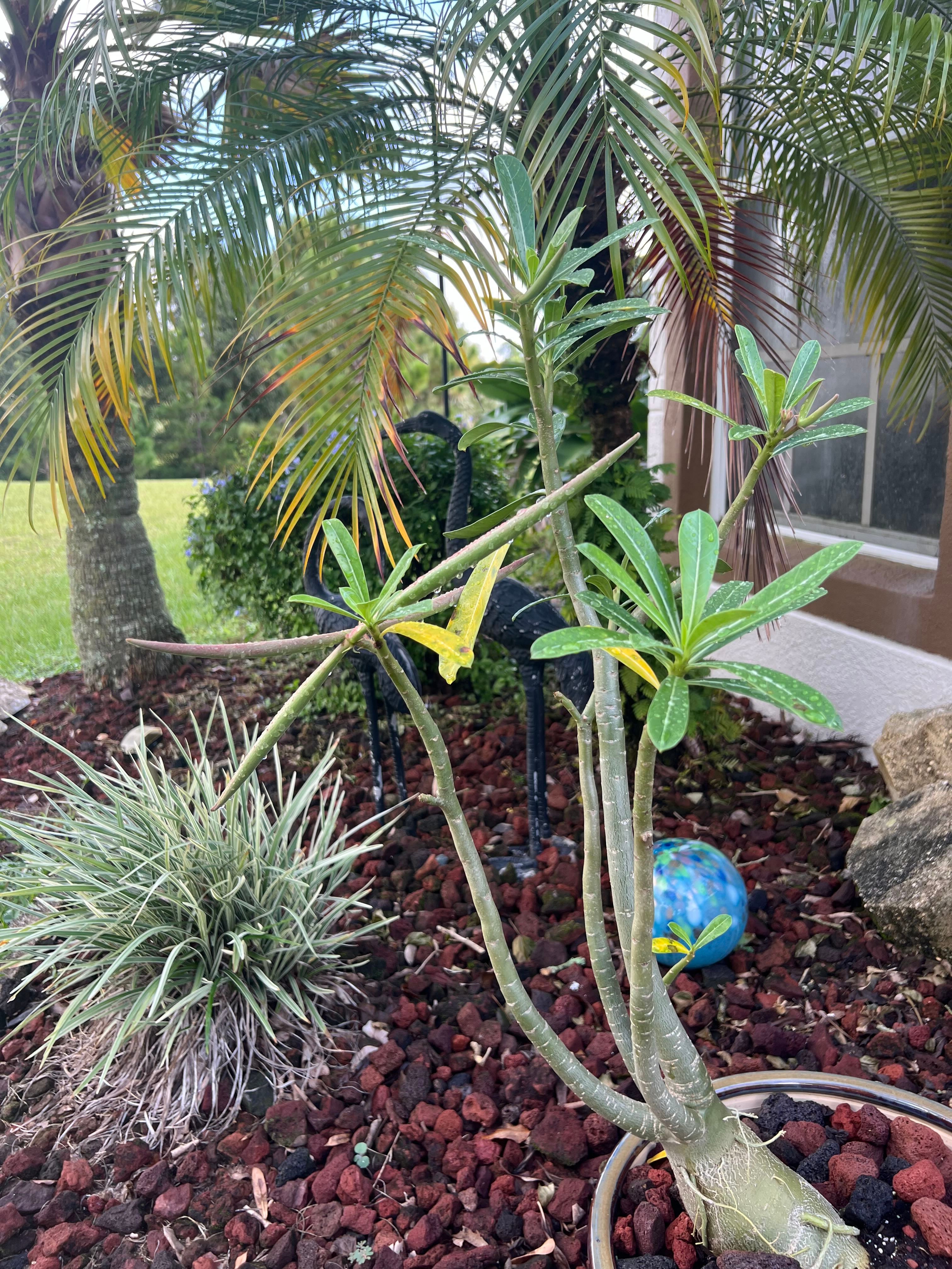 Blue Adenium How Much Water & Light Does it Need to Thrive?