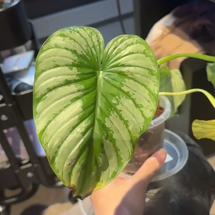 Philodendron 'Silver Cloud' leaf with green and silver variegation, slight browning at the tip.