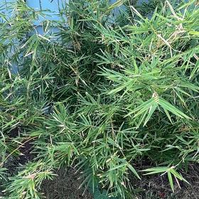 Photo of the plant species Bambusa multiplex 'Golden Goddess‘ by @PioneerCardoon named Duke on Greg, the plant care app