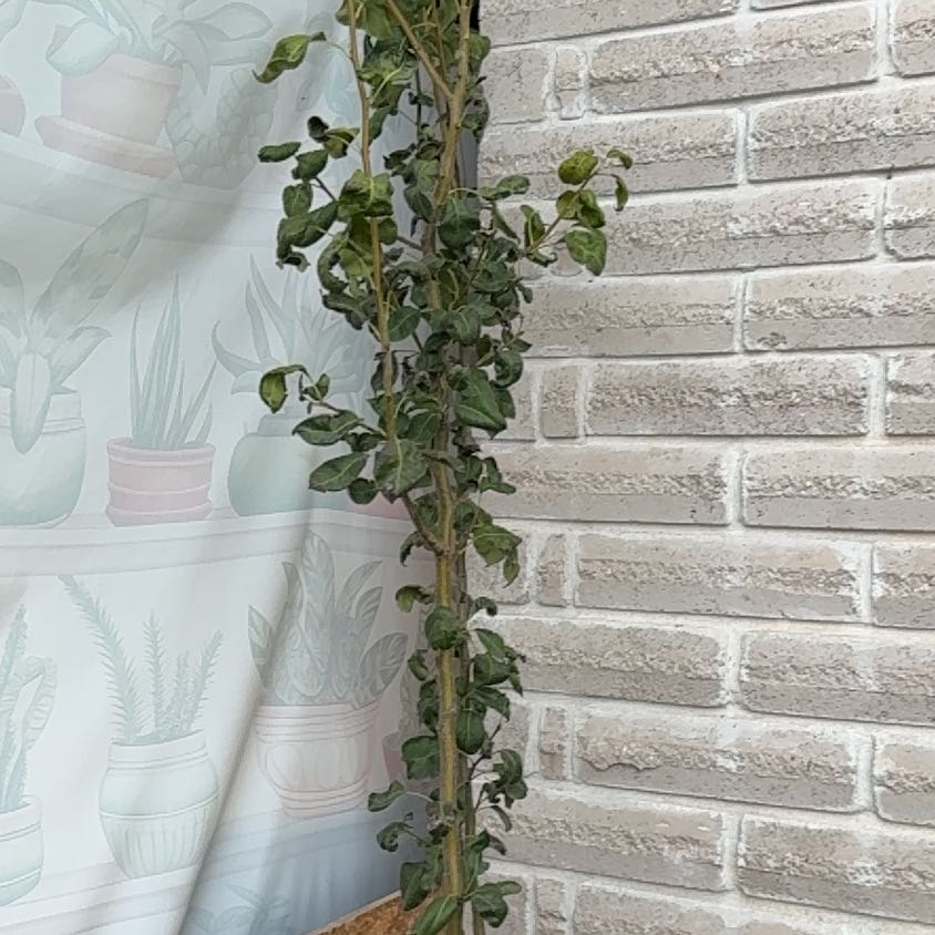 Photo of the plant species Chojuro Pear Tree by @PioneerCardoon named Ruth on Greg, the plant care app