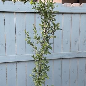 Photo of the plant species Stanley Plum Tree by @PioneerCardoon named Stanley on Greg, the plant care app