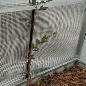 Plant care for Blueberry Tree on Greg, the plant care app