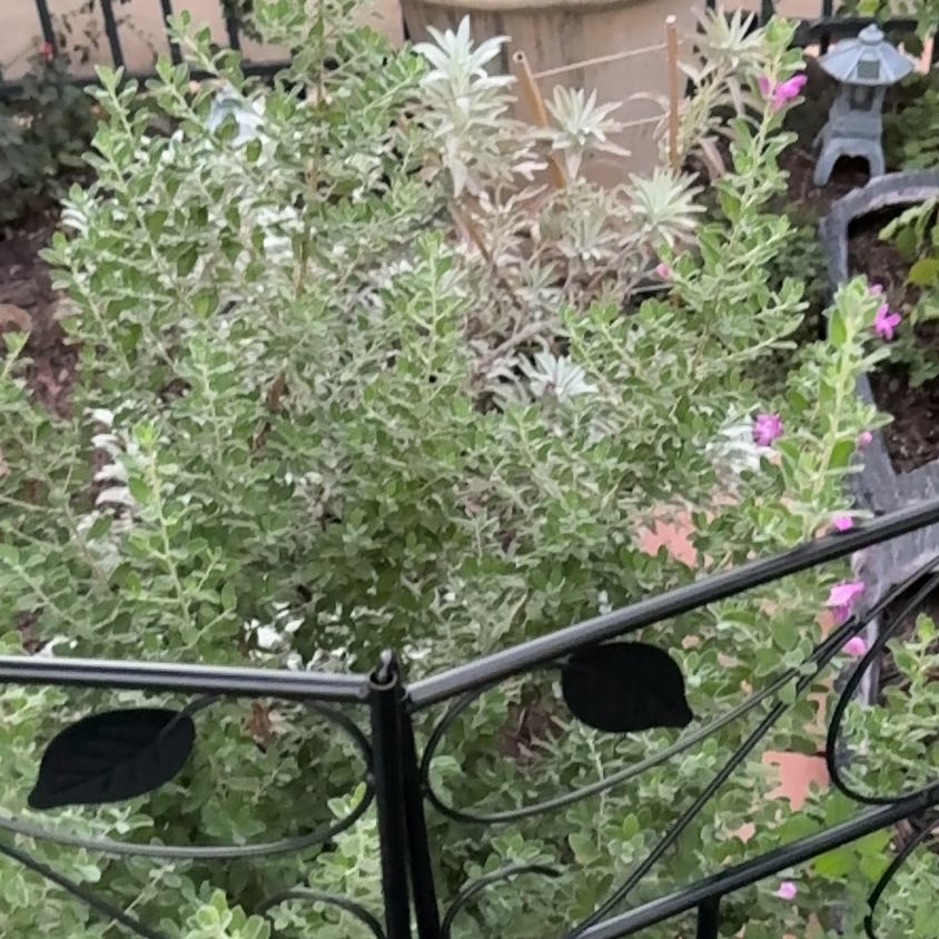 Photo of the plant species Texas Sage by @PioneerCardoon named Elina on Greg, the plant care app