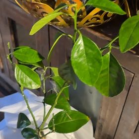 Photo of the plant species Sanguinelli Blood Orange by @PioneerCardoon named Bigleef Smalls on Greg, the plant care app