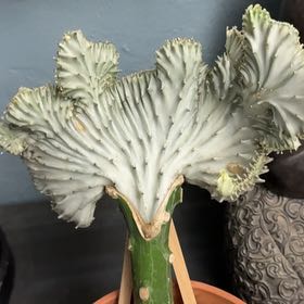 Photo of the plant species Crested Elkhorn by @PioneerCardoon named Euphy on Greg, the plant care app