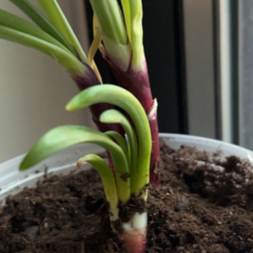 Photo of the plant species redskin onion by Concepcion named Lola on Greg, the plant care app