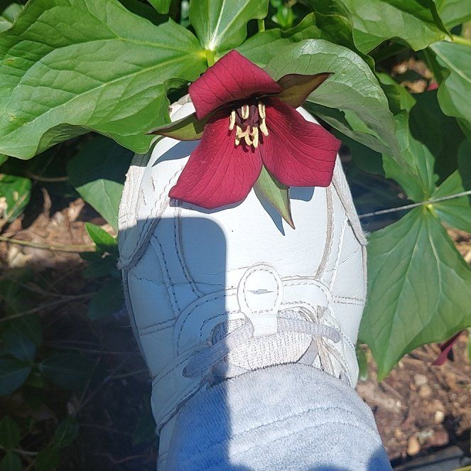 Photo of the plant species Red Trillium by @SirDiscmayweed named LiloStitch on Greg, the plant care app
