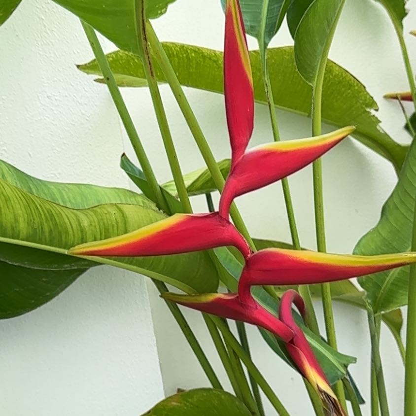 Photo of the plant species Red Palulu by @FunHymenosporum named Remington on Greg, the plant care app