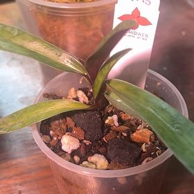 Photo of the plant species Magic Cherry Orchid by @WizardCutgrass named Sanders on Greg, the plant care app