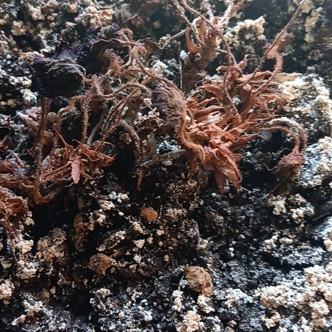 Photo of the plant species Devil's Spineflower by @FreeLecanora named Aristotle on Greg, the plant care app