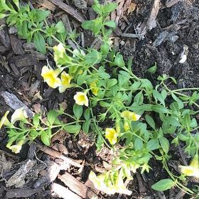 Photo of the plant species Superbells Lemon Slice Calibrachoa by @ITriedItDied named Plato on Greg, the plant care app