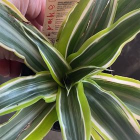 Photo of the plant species Dracaena 'Torch' by @ITriedItDied named Lebron on Greg, the plant care app