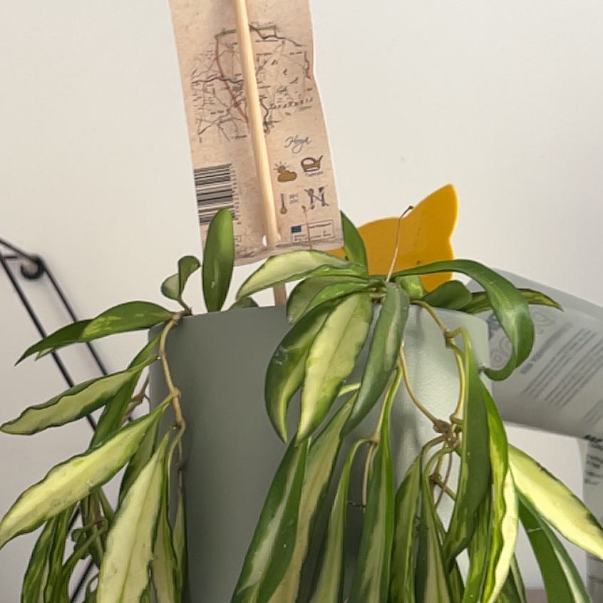 Stringbean Hoya plant with variegated leaves, some yellowing and browning, in a pot with a visible tag.