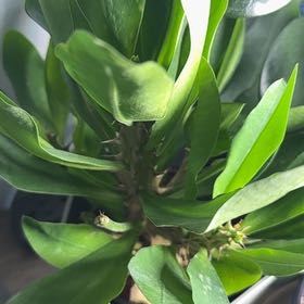 Photo of the plant species beach cabbage by @ZingyLambsear named Treeyoncé on Greg, the plant care app