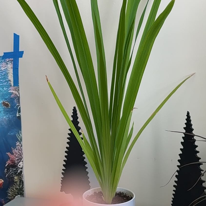 Photo of the plant species Cape Bugle-Lily by @YeveDragontree named Anne on Greg, the plant care app