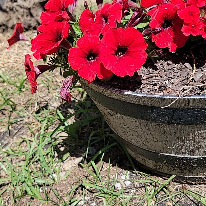 Photo of the plant species Wild Petunia by @NobleGuppyplant named Sherlock on Greg, the plant care app