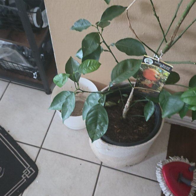 Photo of the plant species Valencia Orange by @GourmetCoccoon named Beyonce on Greg, the plant care app