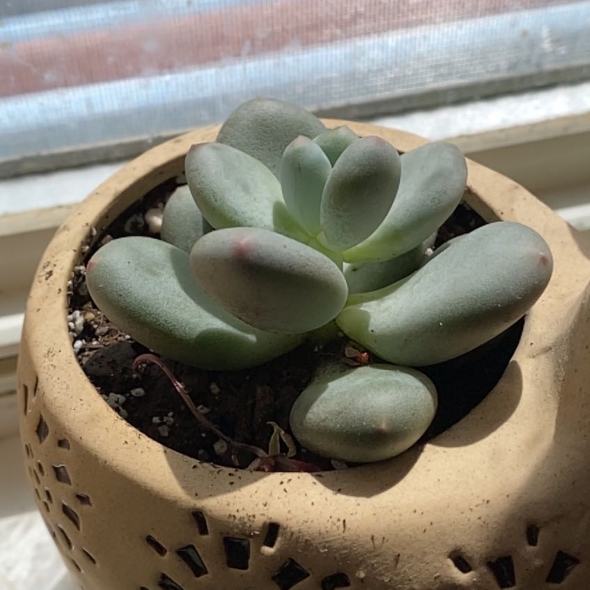 Photo of the plant species Pachyveria 'Blue Haze' by @ValidFanpalm named Tupot amaroot on Greg, the plant care app