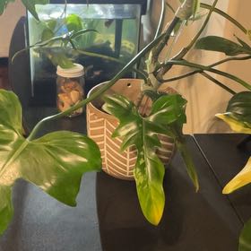 Photo of the plant species Philo Golden Dragon by @PrincessChamise named Rainier on Greg, the plant care app
