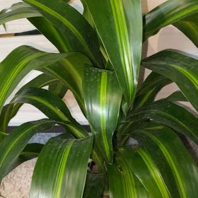 Photo of the plant species Dracaena 'Hawaiian Sunshine' by @JesterLovevine named Osmo on Greg, the plant care app