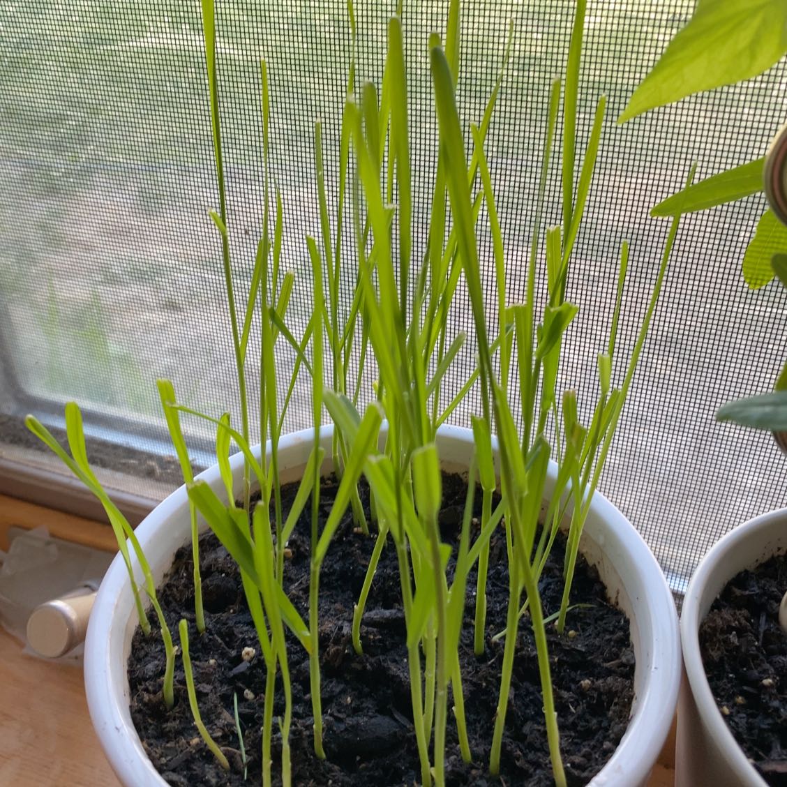 Photo of the plant species cat grass by @JesterLovevine named Delilah on Greg, the plant care app
