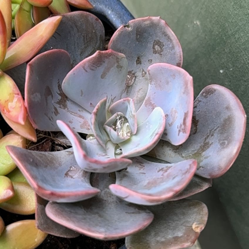 Echeveria 'Dusty Rose' succulent with some browning and black spots on leaves.
