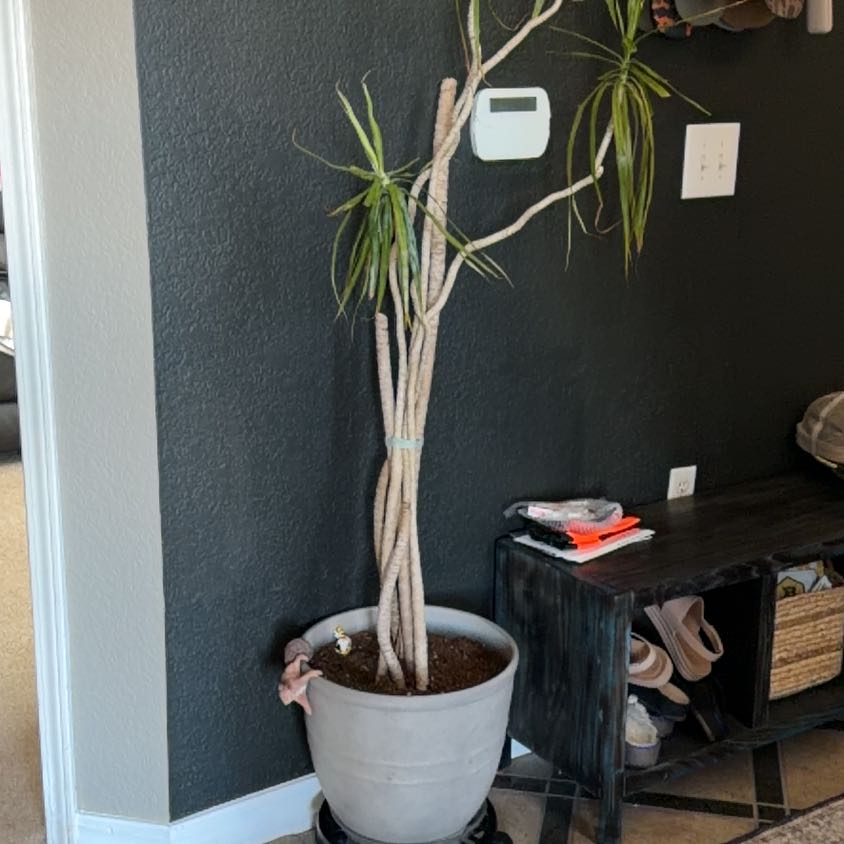 Photo of the plant species Madagascar Dragon Tree by @SAGoudy387 named Lucille on Greg, the plant care app