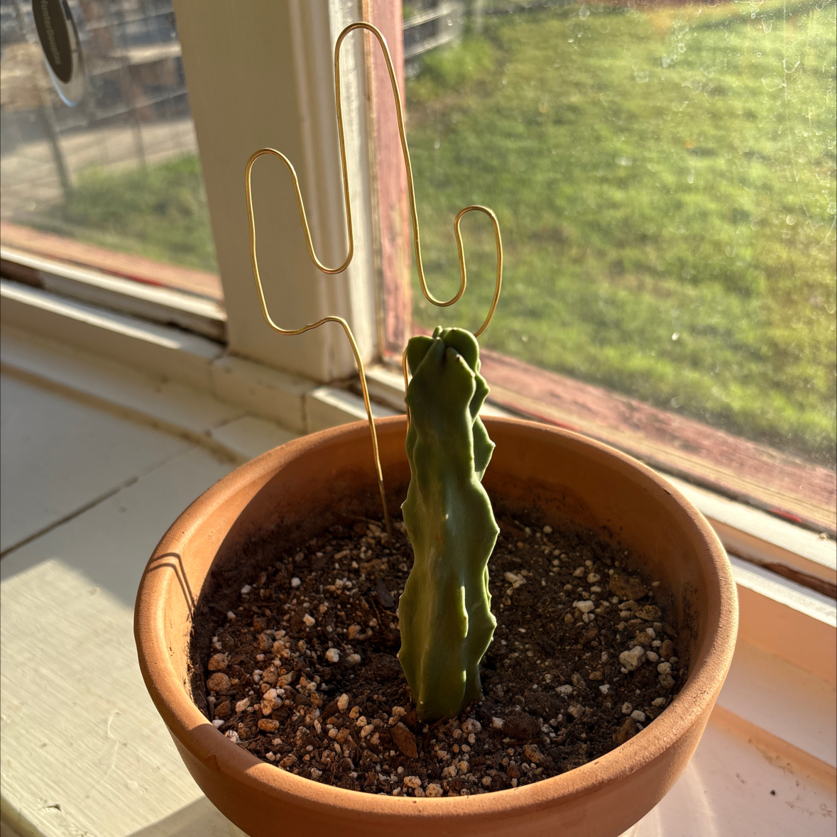Sproutacus