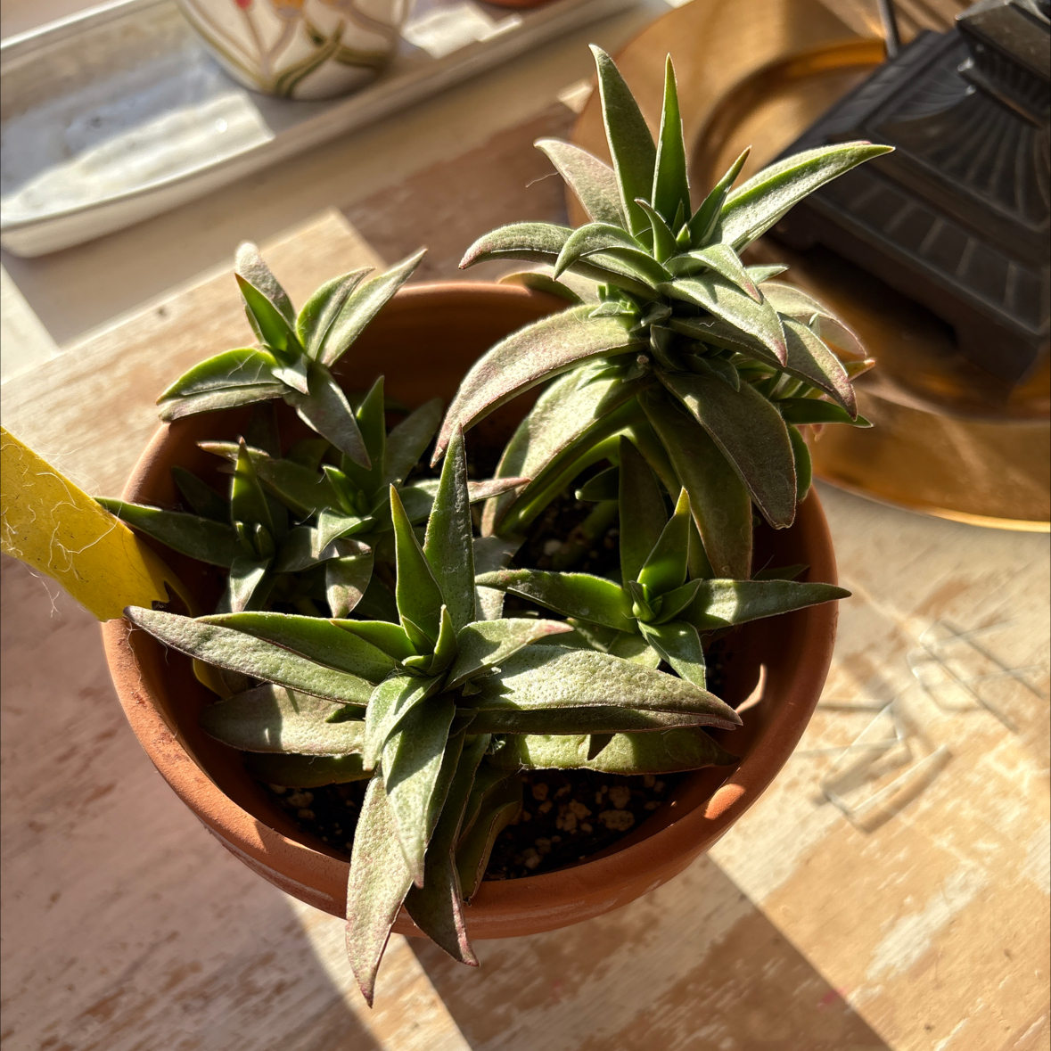 Photo of the plant species crassula red pogoda by @SiDaGu named Aristotle on Greg, the plant care app