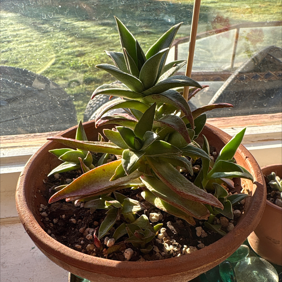 Photo of the plant species crassula red pogoda by @SiDaGu named Aristotle on Greg, the plant care app