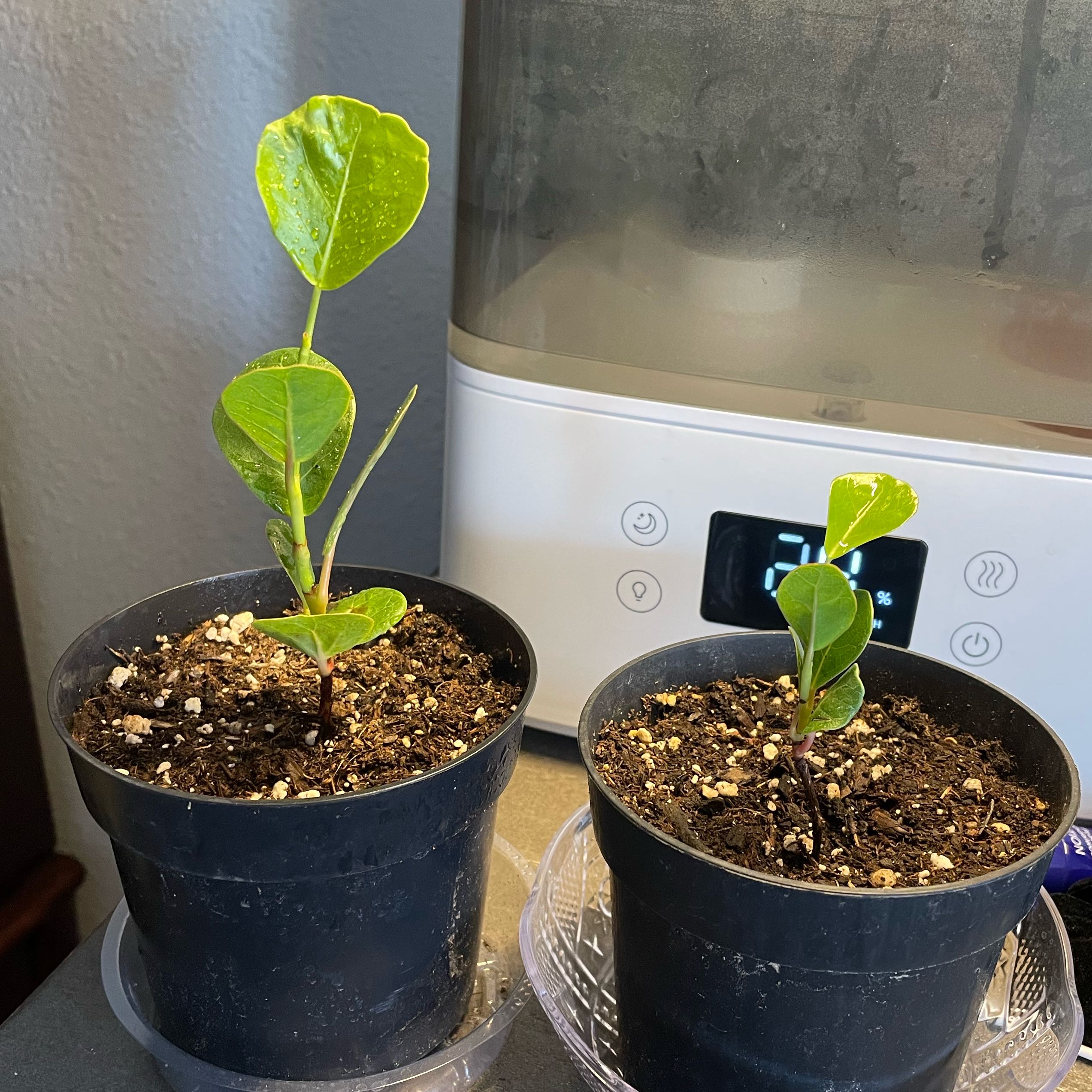 Two young Seagrape plants in black pots with healthy green leaves.