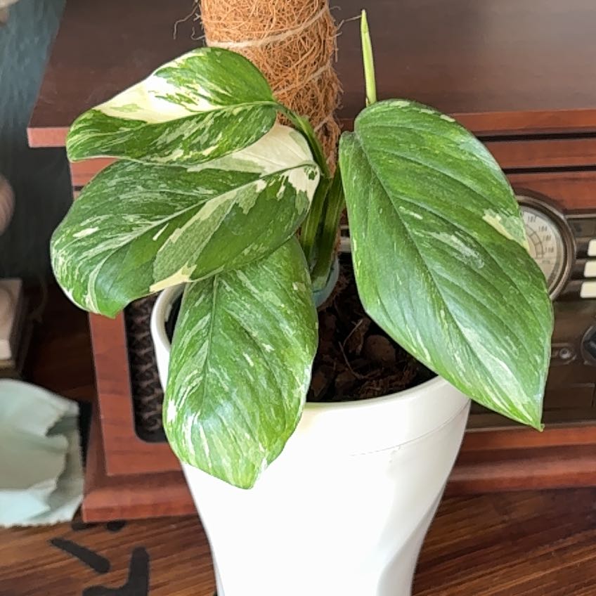 Photo of the plant species Monstera lechleriana by @SiDaGu named Sonya on Greg, the plant care app