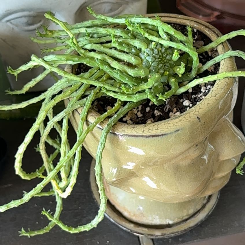 Photo of the plant species Medusa's Head Cactus by @SiDaGu named Medusa on Greg, the plant care app