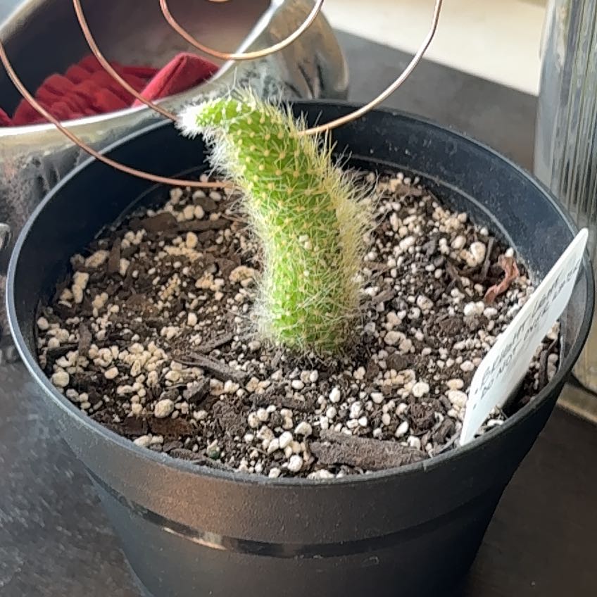 Photo of the plant species Monkey Tail Cactus by @SiDaGu named Chongo on Greg, the plant care app